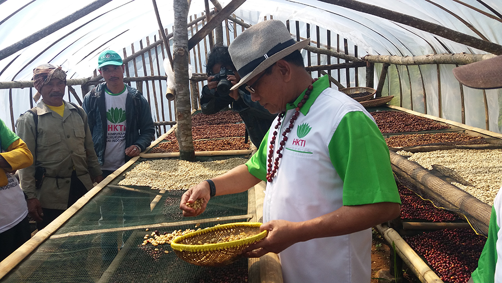 Jenderal TNI (Purn) Dr. Moeldoko, menjemur kopi hasil pencucian di kebun kopi Gunung Puntang Desa Campaka Mulya, Kec. Cimaung , Selasa (29/5/18).
