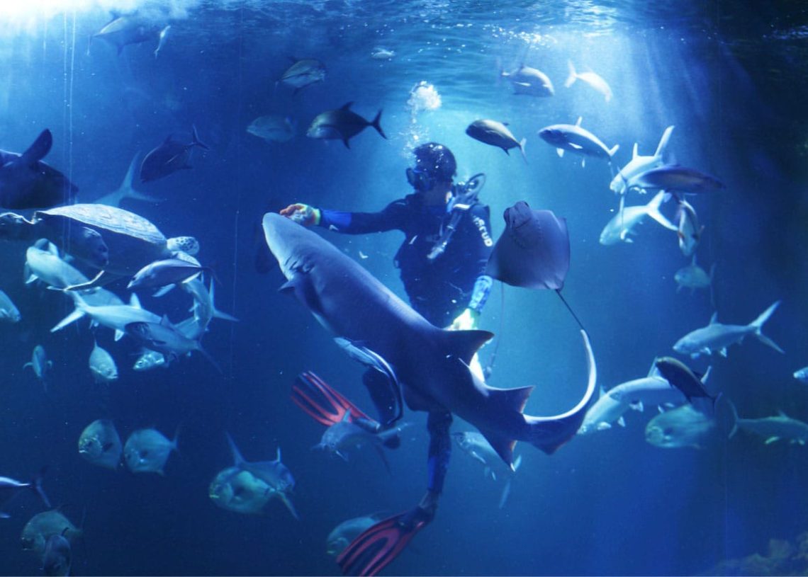 Aquarium Indonesia Pangandaran Hadirkan Event Natal dan Tahun Baru