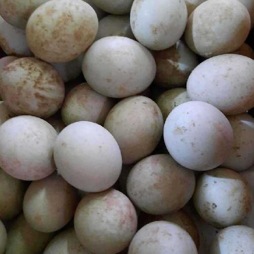 Telur Bebek