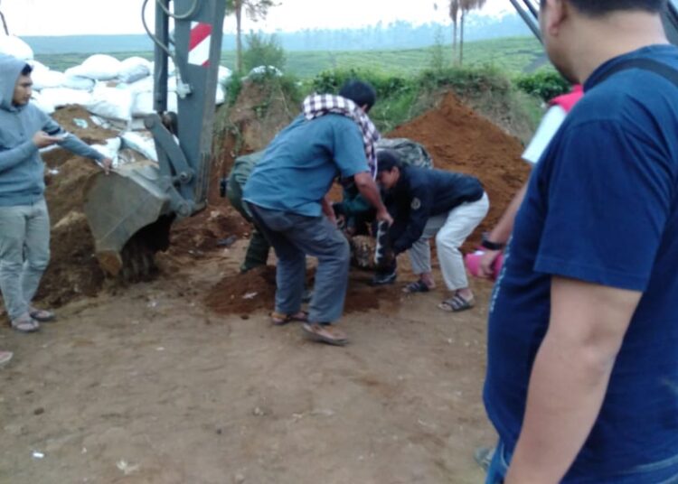 Setelah Dikubur, Petugas BKSDA Bongkar Kuburan Macan Tutul