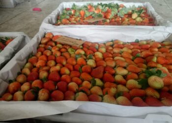 Gegara Covid-19, Strawbery Mengalami Penurunan Harga dan Daya Beli Hingga 60 %