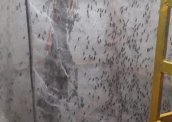 Guru Honorer Geluti Budi Daya Magot, Demi Menutupi Biaya Hidup Dimasa Pandemi Covid-19