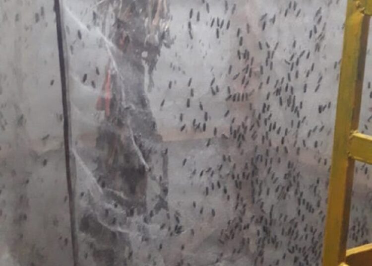 Guru Honorer Geluti Budi Daya Magot, Demi Menutupi Biaya Hidup Dimasa Pandemi Covid-19