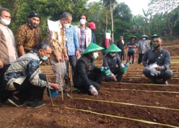 Bupati BandungTanam Jagung Hibrida