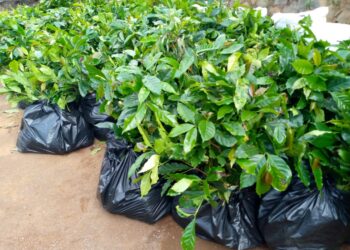 Keinginan Warga Bertolak Belakang dengan Kehendak Dadang Yang Lebih Memilih Menjadi Petani Kopi