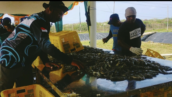 Ketua LMDH Mandiri: Panen Raya Udang Vaname Oktober 2021 Bisa Hasilkan 35 Ton