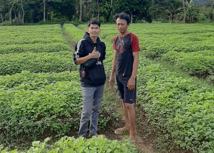 Lewat Inovasi Petani Milenial Sukseskan Kripik Bayem