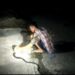 Pawang ular saat menagkap ular king Cobra