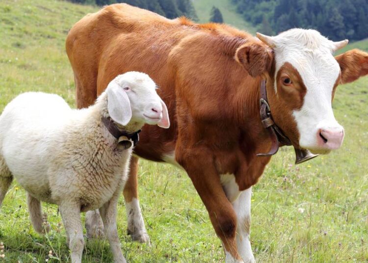 Pemkot Bandung Ajukan Vaksinasi Hewan Kurban Antisipasi PMK Jelang Idul Adha