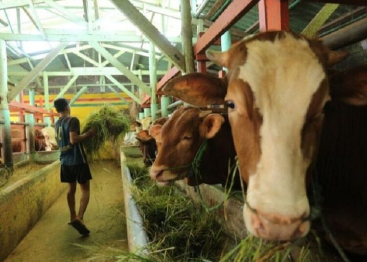 Tisna Umaran: 1. 276 Ekor Hewan di Kab. Bandung Terindikasi Virus PMK