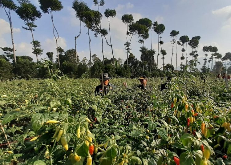 Harga Cabai Melambung, Petani di Sukawangi Sumringah