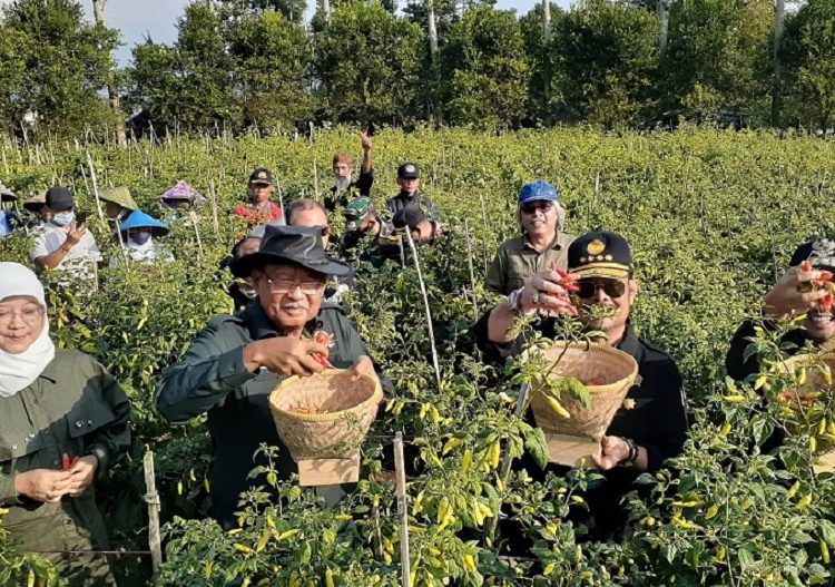 Mentan Panen Cabai Bersama Kelompok Tani