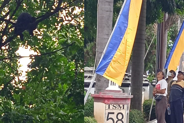Seekor Lutung Diatas Pohon depan Kantor BPKAD Garut kagetkan masyarakat, Kamis (23/02/2023)