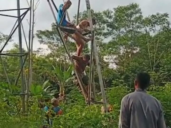 Isteri Minta Cerai, AP Lakukan Percobaan Bunuh Diri dari Tower Sutet