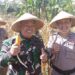 Dukung Program TNI AD, Koramil Cimalaka Panen Jagung Hibrida di Lahan Demplot