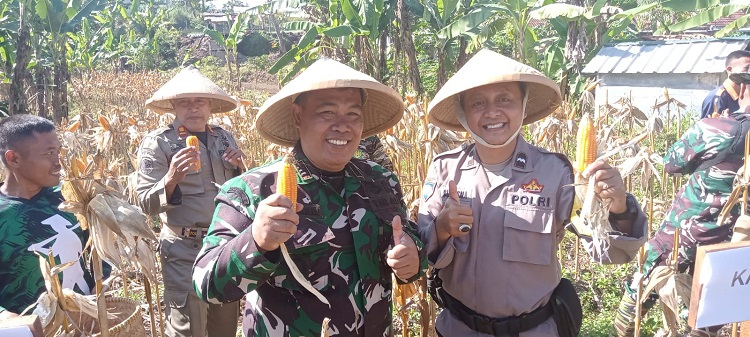 Dukung Program TNI AD, Koramil Cimalaka Panen Jagung Hibrida di Lahan Demplot