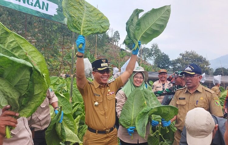 Kecamatan Cikancung Menjadi Salah Satu Lahan Pertanian Tembakau
