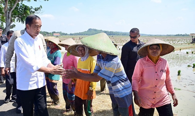 Presiden Jokowi Tinjau Penanaman Padi dan Serap Aspirasi Petani di Pekalongan