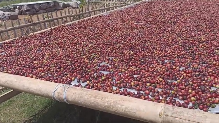 Menelisik Proses Produksi Kopi Arabika Malabar Pangalengan Hingga Diminta Jepang dan Belanda