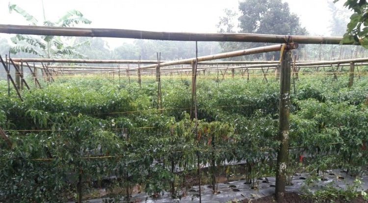Pemkab Garut Siapkan Program Asuransi Jiwa Buat Seribu Petani