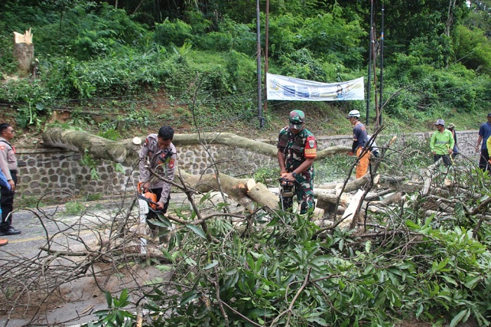 Aparat Gabungan Sisir Cadas Pangeran, Tebang 174 Pohon Rawan Tumbang