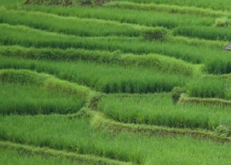 Swasembada Beras Wujud Ketahanan Pangan