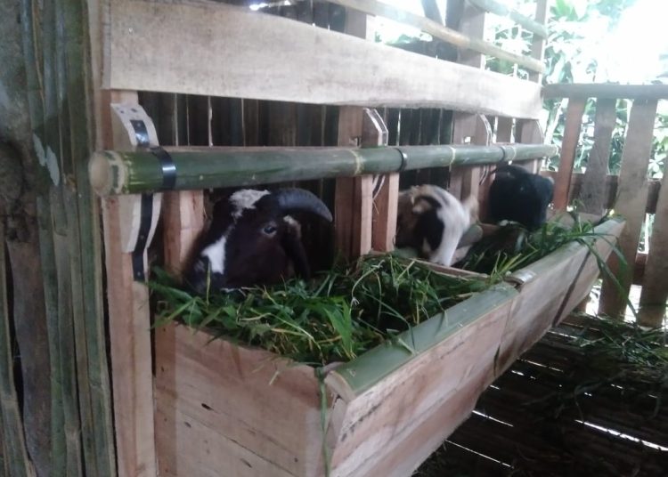 Program Ketahanan Pangan dan Manfaatnya, Begini Penjelasan TPKD Serta Kelompok Desa Pulosari Pangalengan