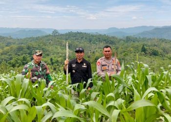 Pemdes Sipatnunggal Berhasil Laksanakan Program Ketahanan Pangan 2024/2025