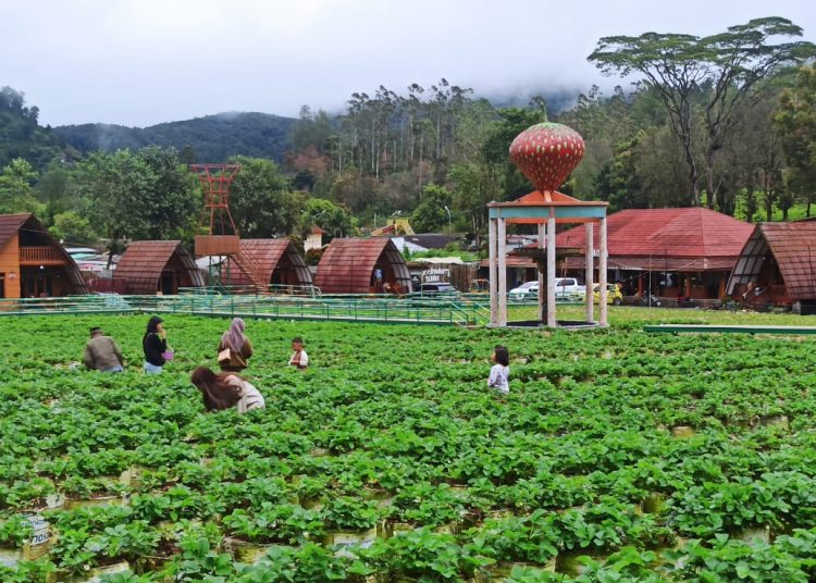 Dusun Stroberi Walini: Liburan Keluarga Lengkap dengan Villa, Kebun Stroberi, dan Air Panas Alami